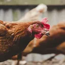 Poule pondeuse rousse