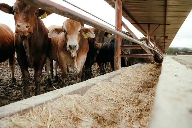 Bovins à l'engraissement mangeant à l'auge