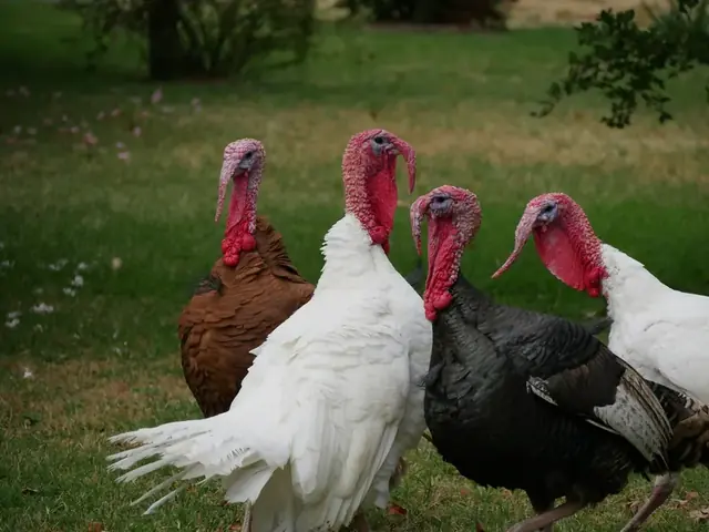 Troupeau de dindes blanches et bronze dans un pré