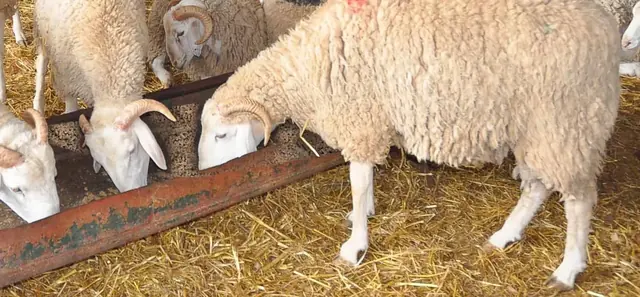 Moutons de profil mangeant des granulés à la mangeoire dans une bergerie