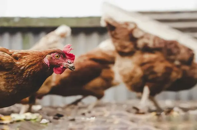 Poules pondeuses rousses dans une cour de ferme