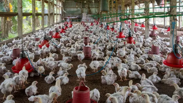 Poulets de chair blancs dans un bâtiment d'élevage