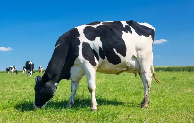 Vache laitière Holstein au pâturage